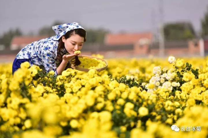 云臺冰菊基地發(fā)生了什么？一批批領(lǐng)導專家團隊前來！