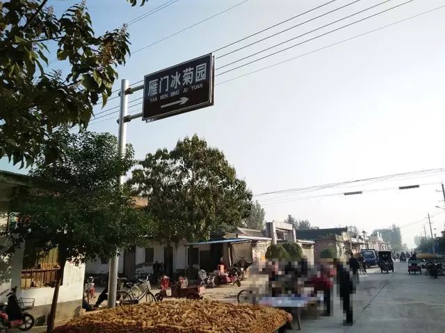 如何找到云臺(tái)冰菊？怎樣找到云臺(tái)冰菊？